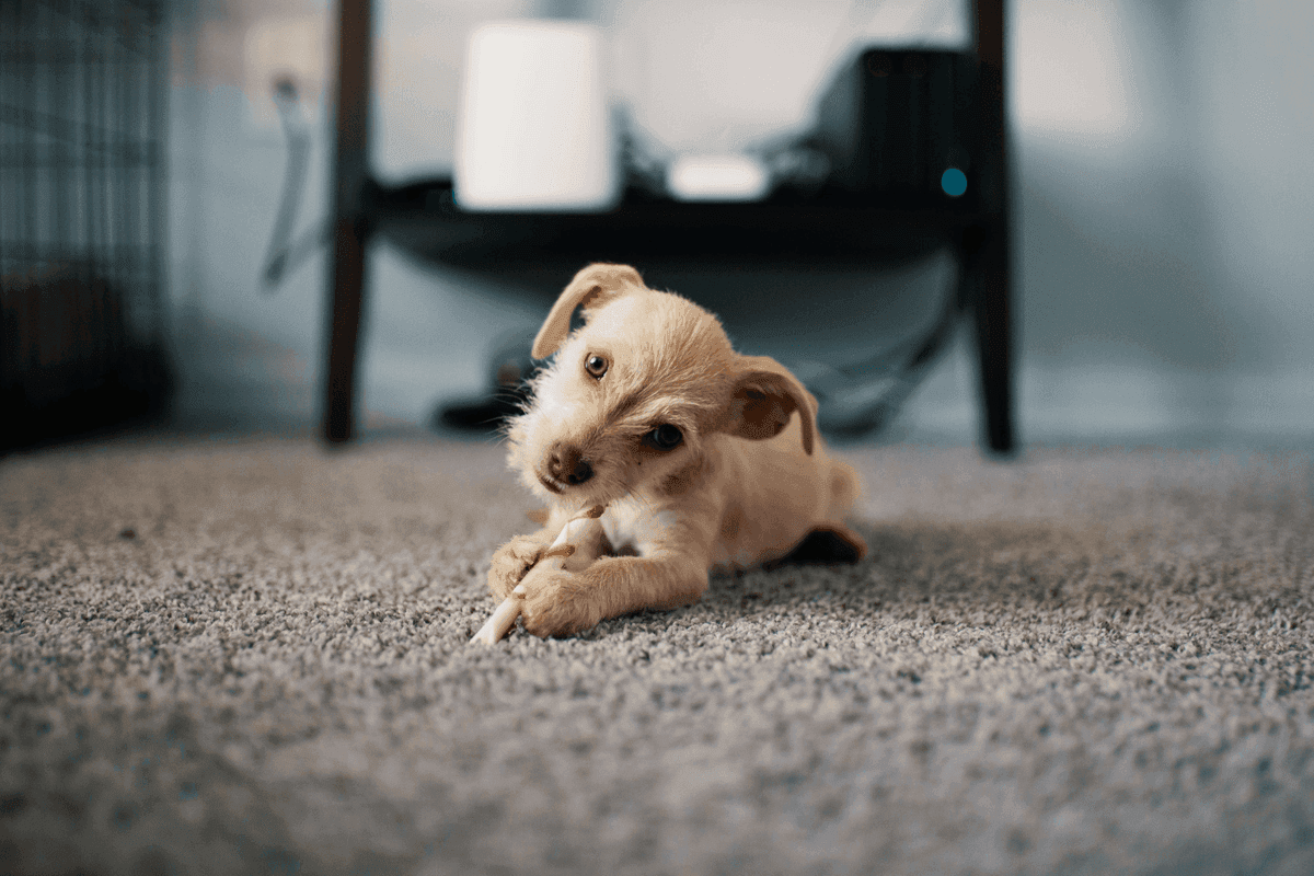Pet Odor & Stain Removal